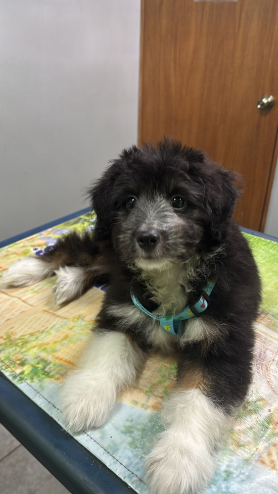 Mini Aussiedoodle