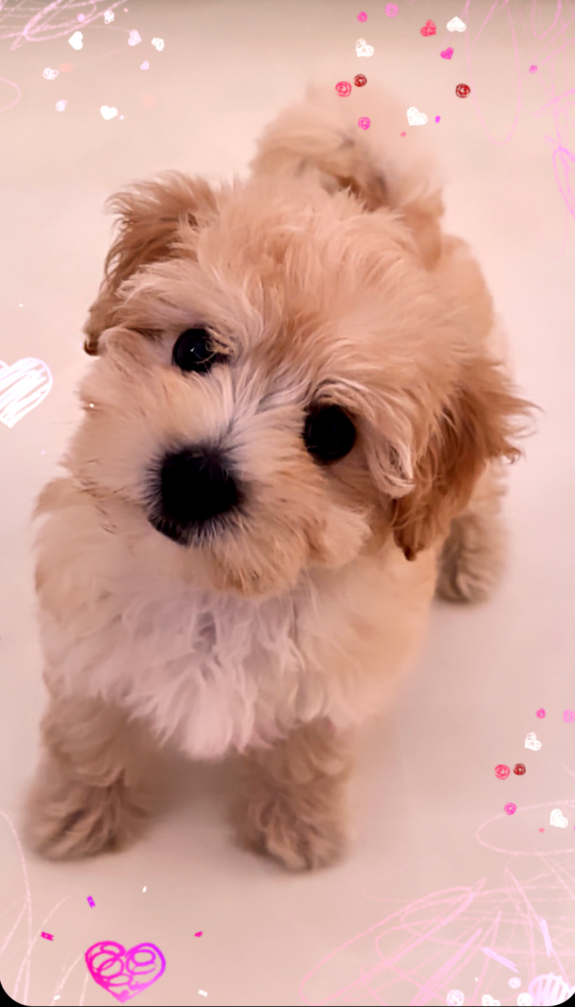 Best Maltipoo Baby