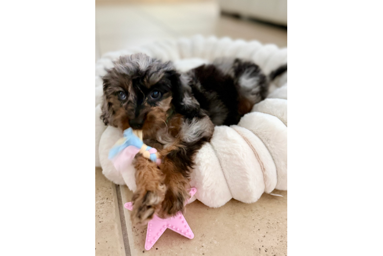 Cavapoo Puppy for Adoption