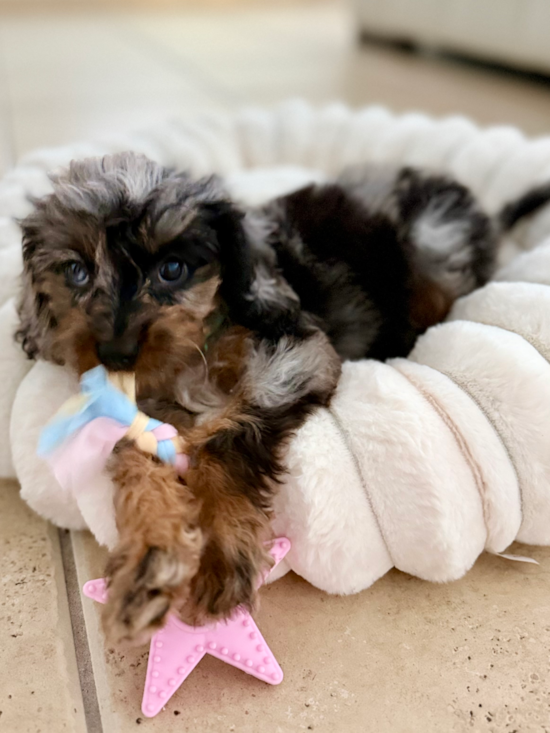 Cavapoo