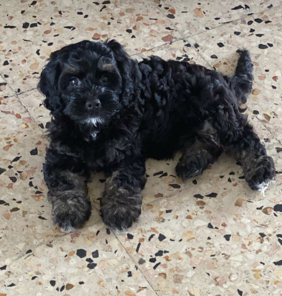 Cockapoo