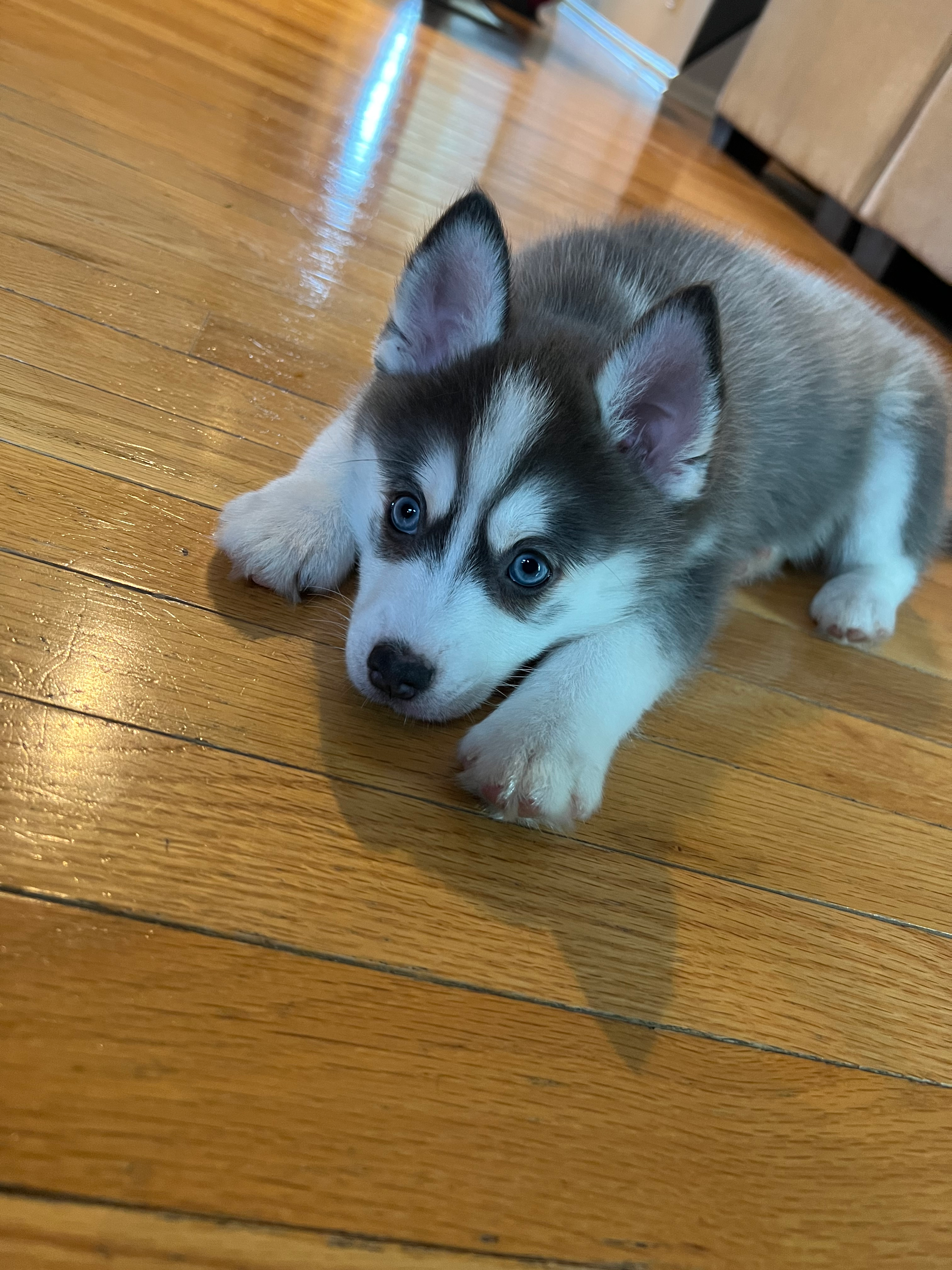 Best Pomsky Baby