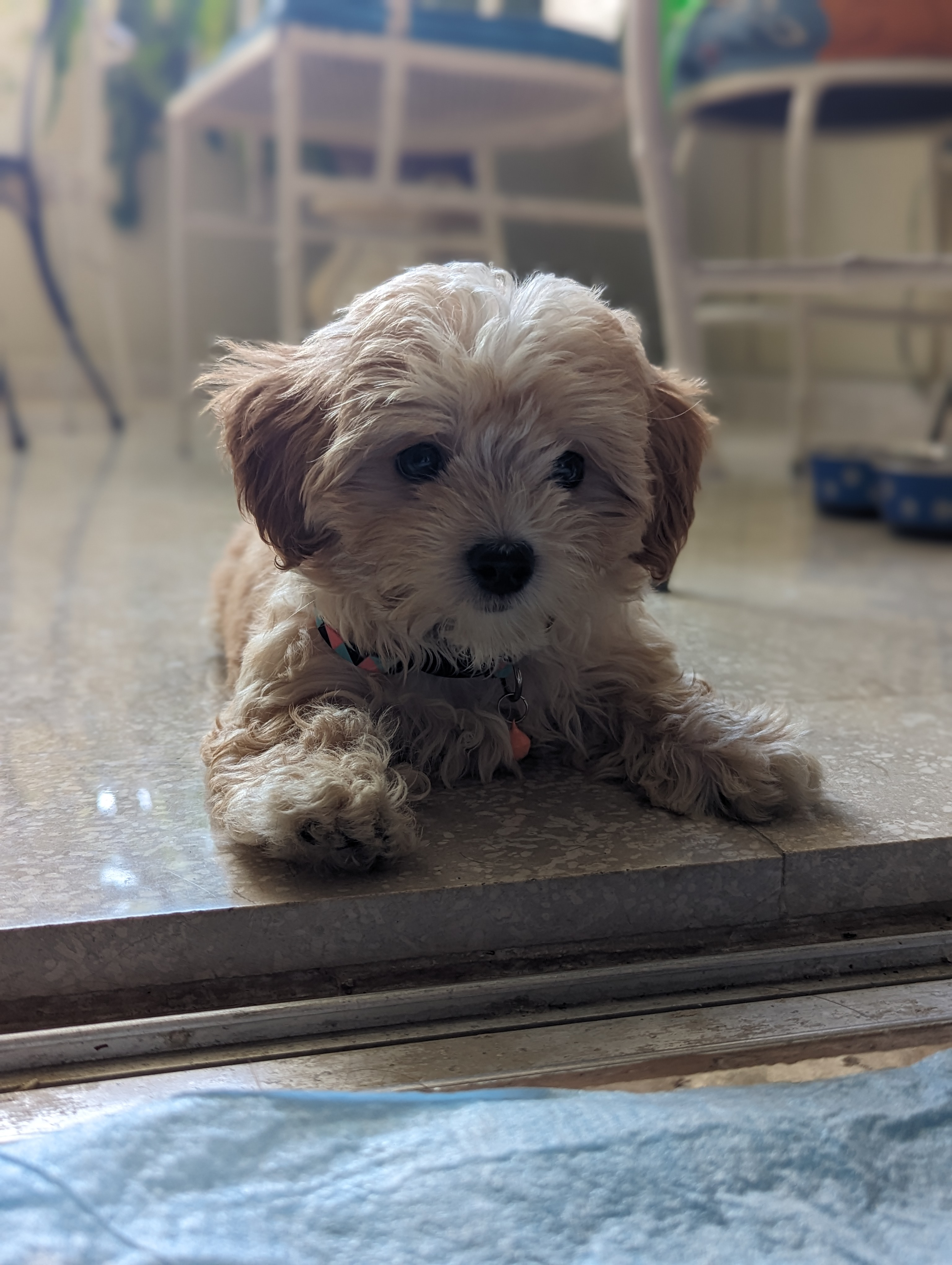 Maltipoo Pup Being Cute