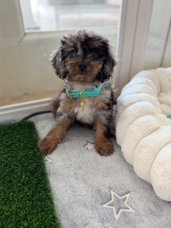 Cavapoo