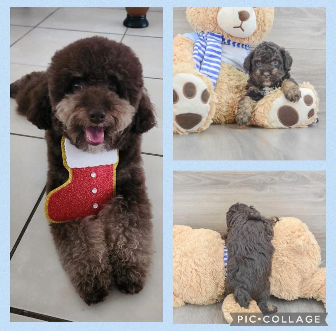 Poodle Pup Being Cute