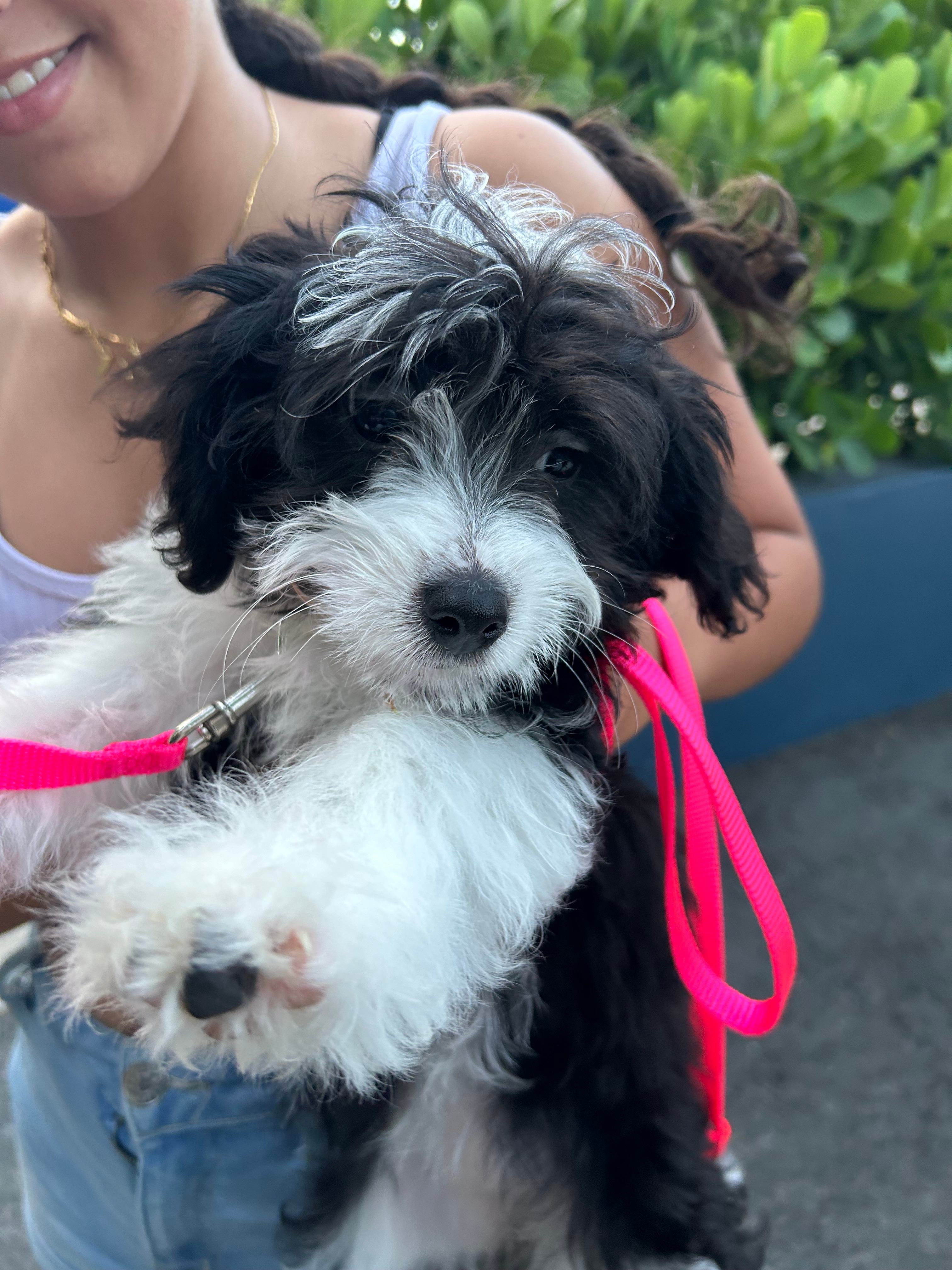 Aussiechon Puppy for Adoption