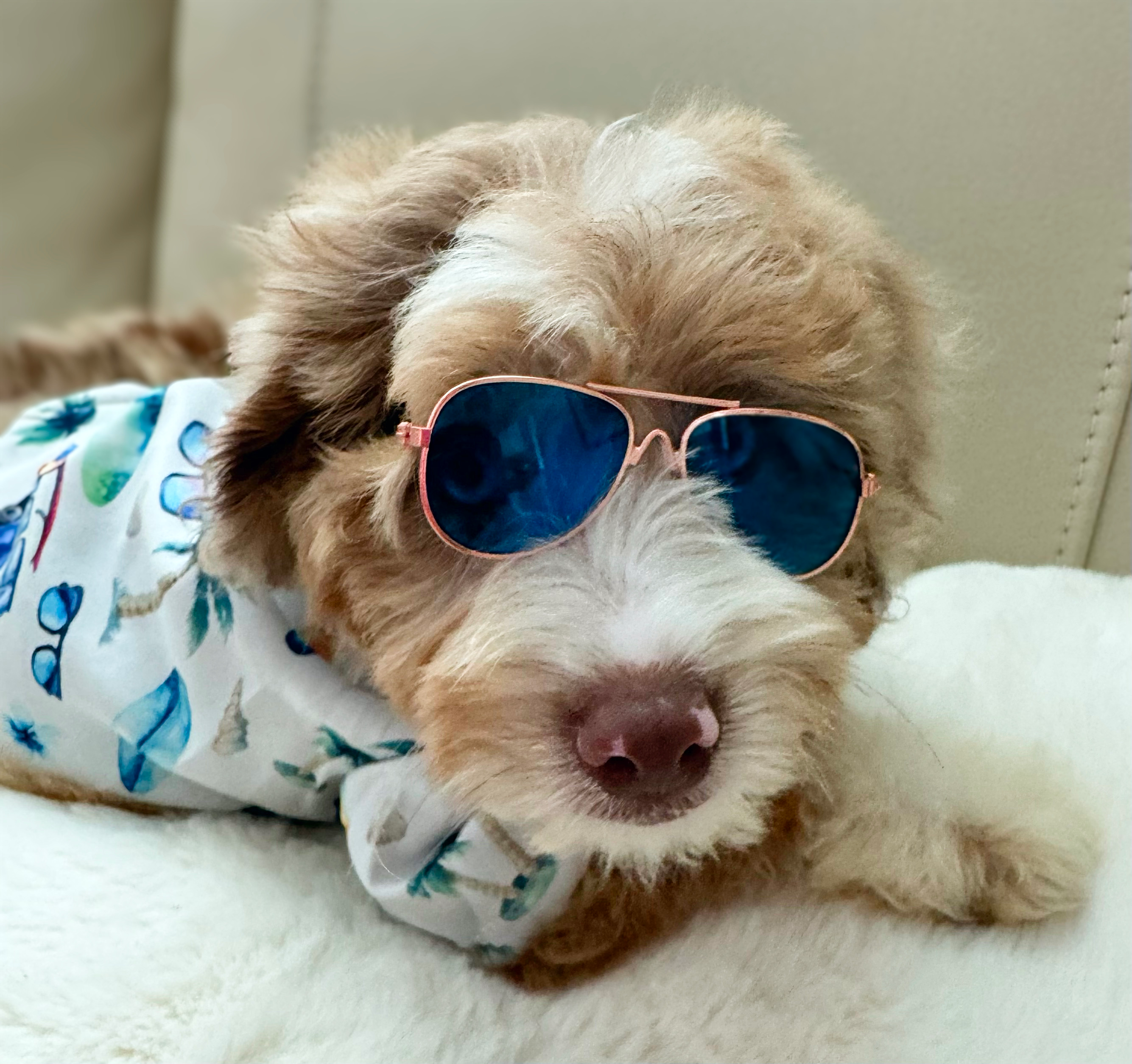 Mini Aussiedoodle Pup Being Cute