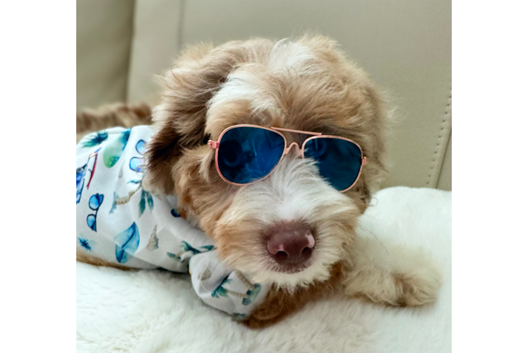 Mini Aussiedoodle Pup Being Cute