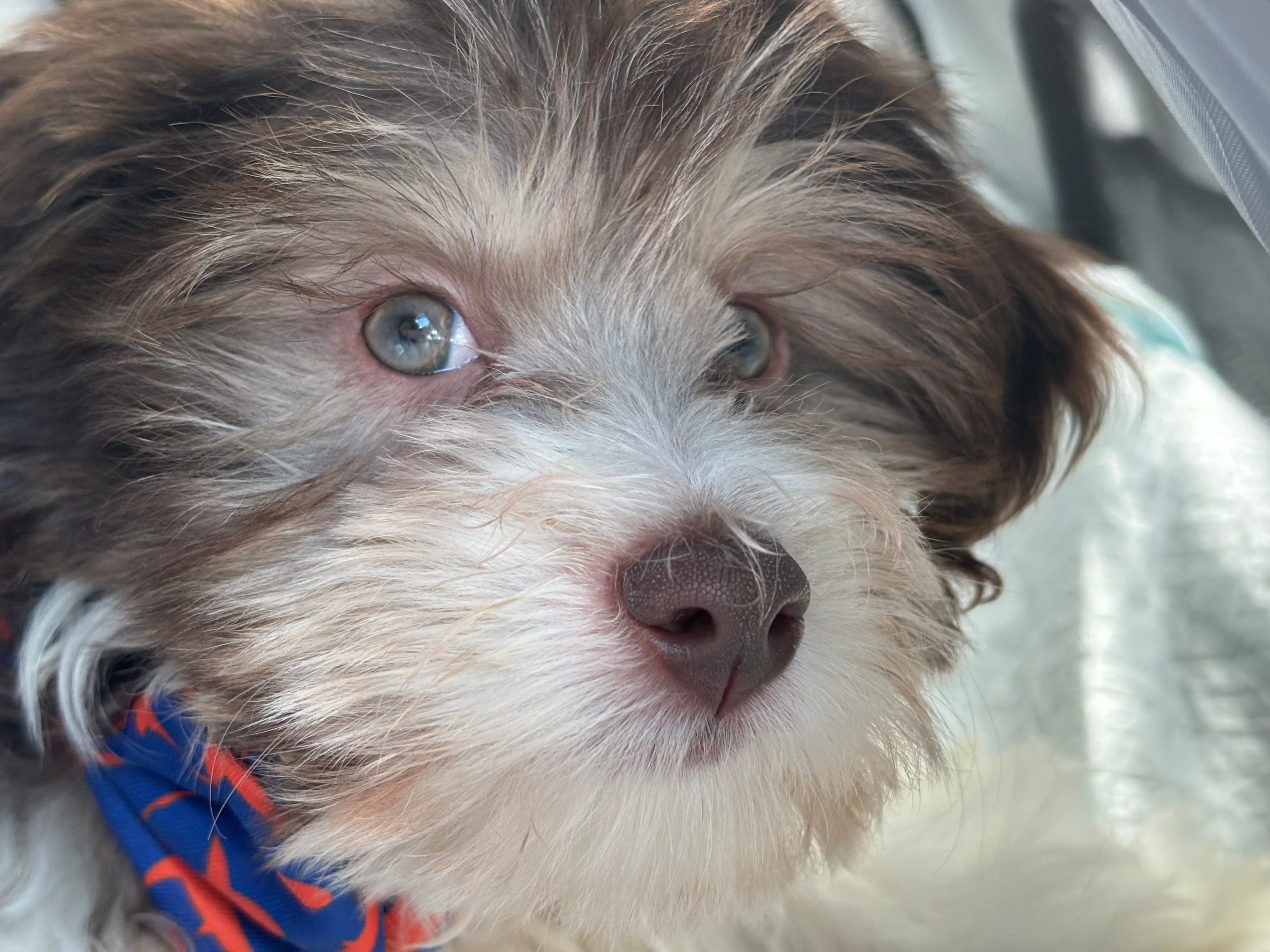 Havanese Puppy for Adoption