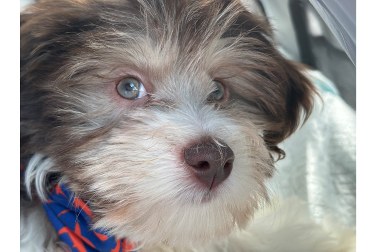 Havanese Puppy for Adoption