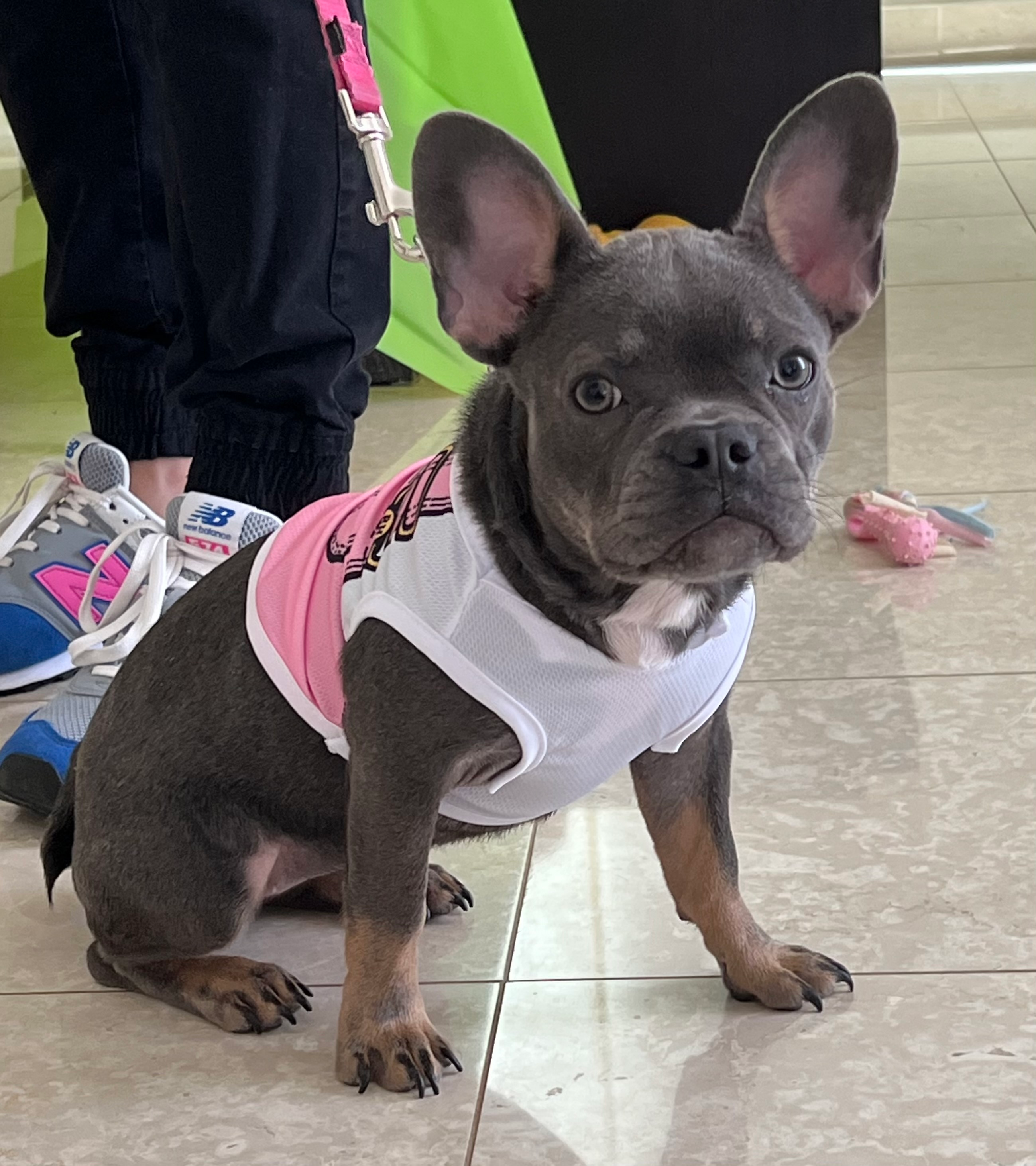 French Bulldog Puppy for Adoption