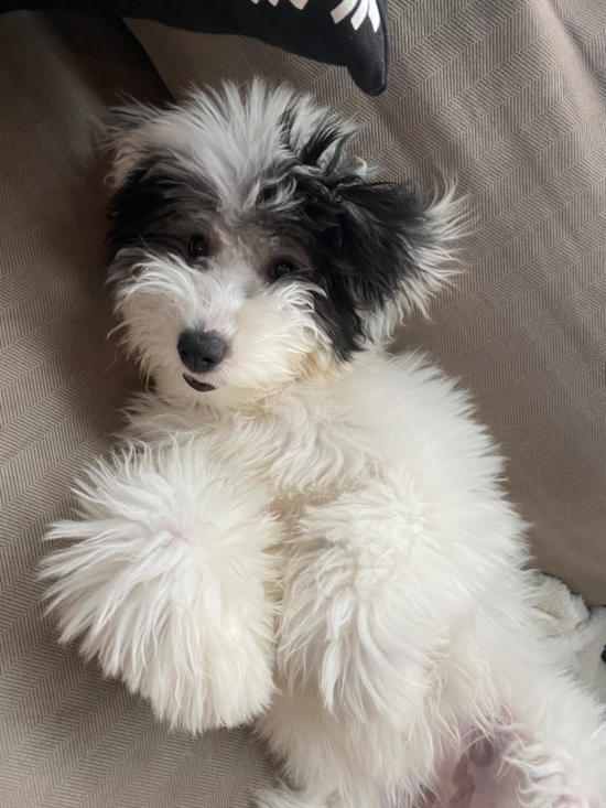 Mini Sheepadoodle