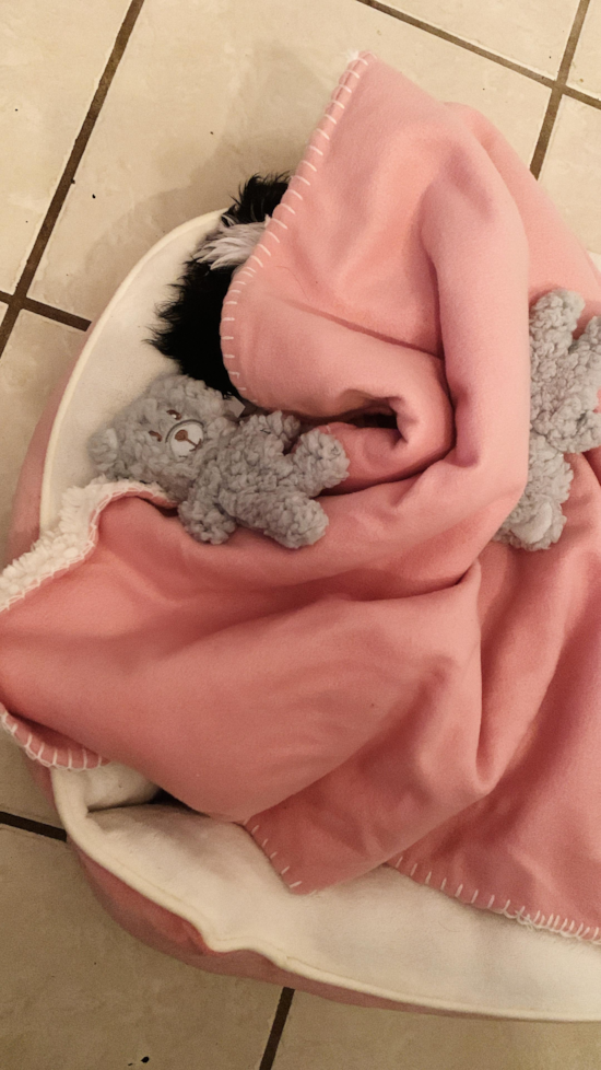 Teddy Bear