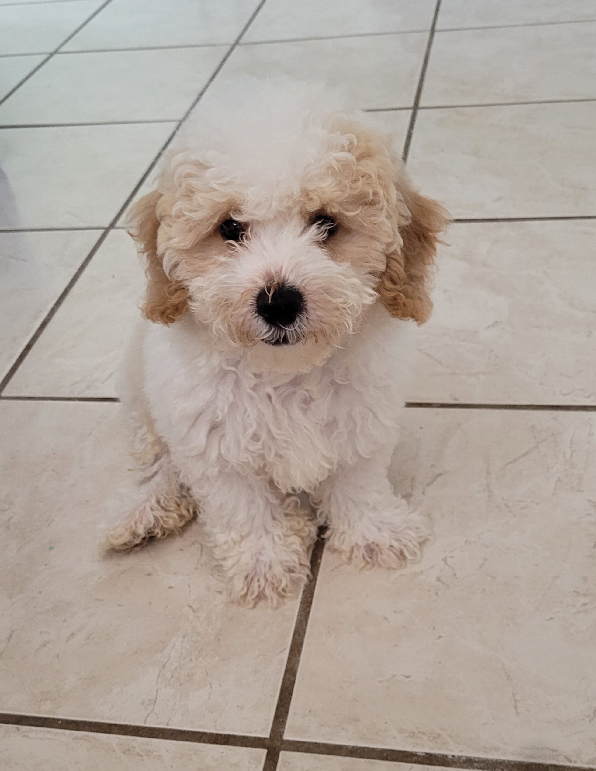 Poodle Puppy for Adoption
