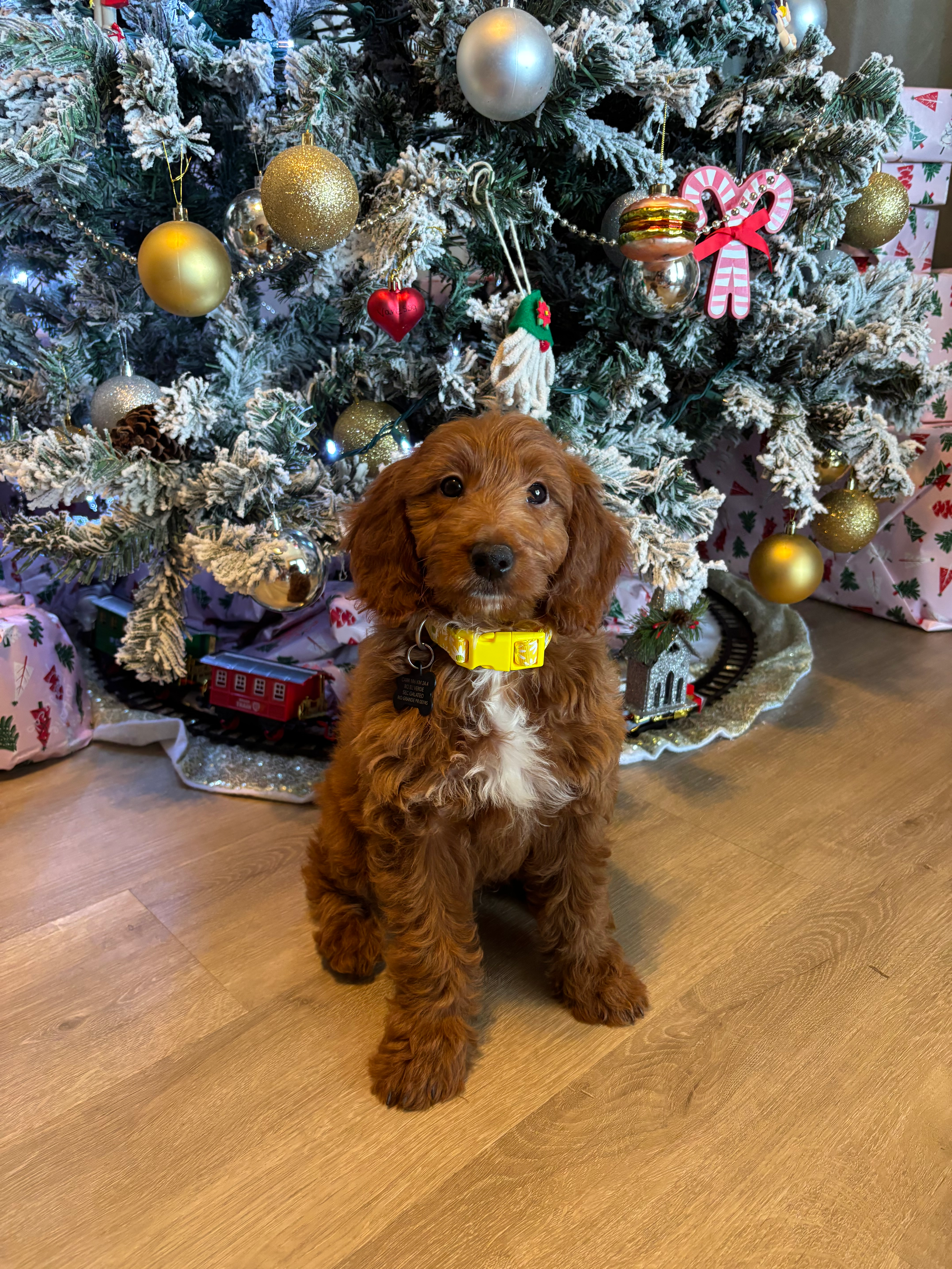 Cute Golden Retriever Poodle Mix Poodle Mix Puppy