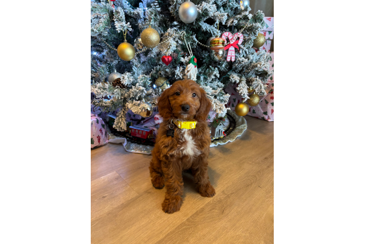 Cute Golden Retriever Poodle Mix Poodle Mix Puppy