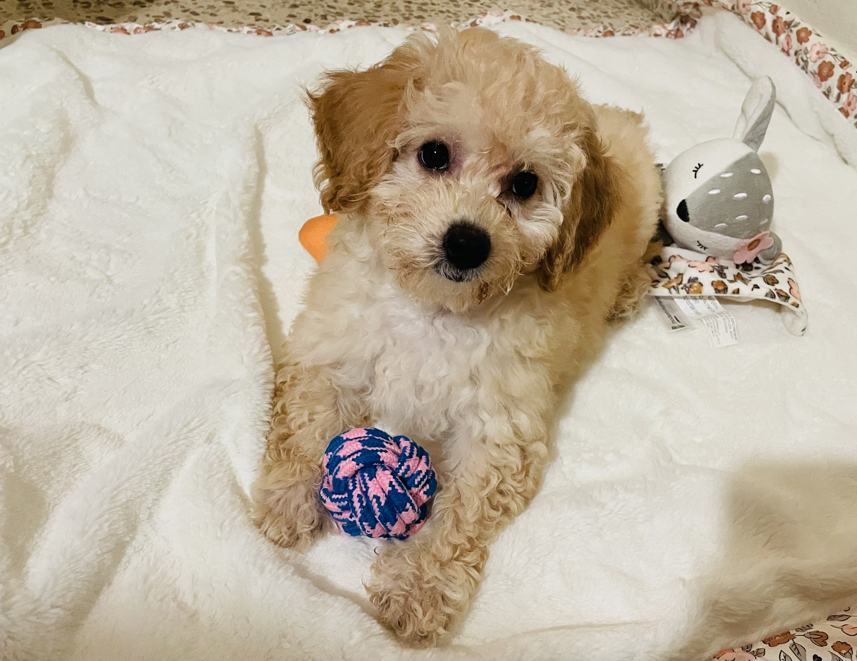 Poochon Puppy for Adoption