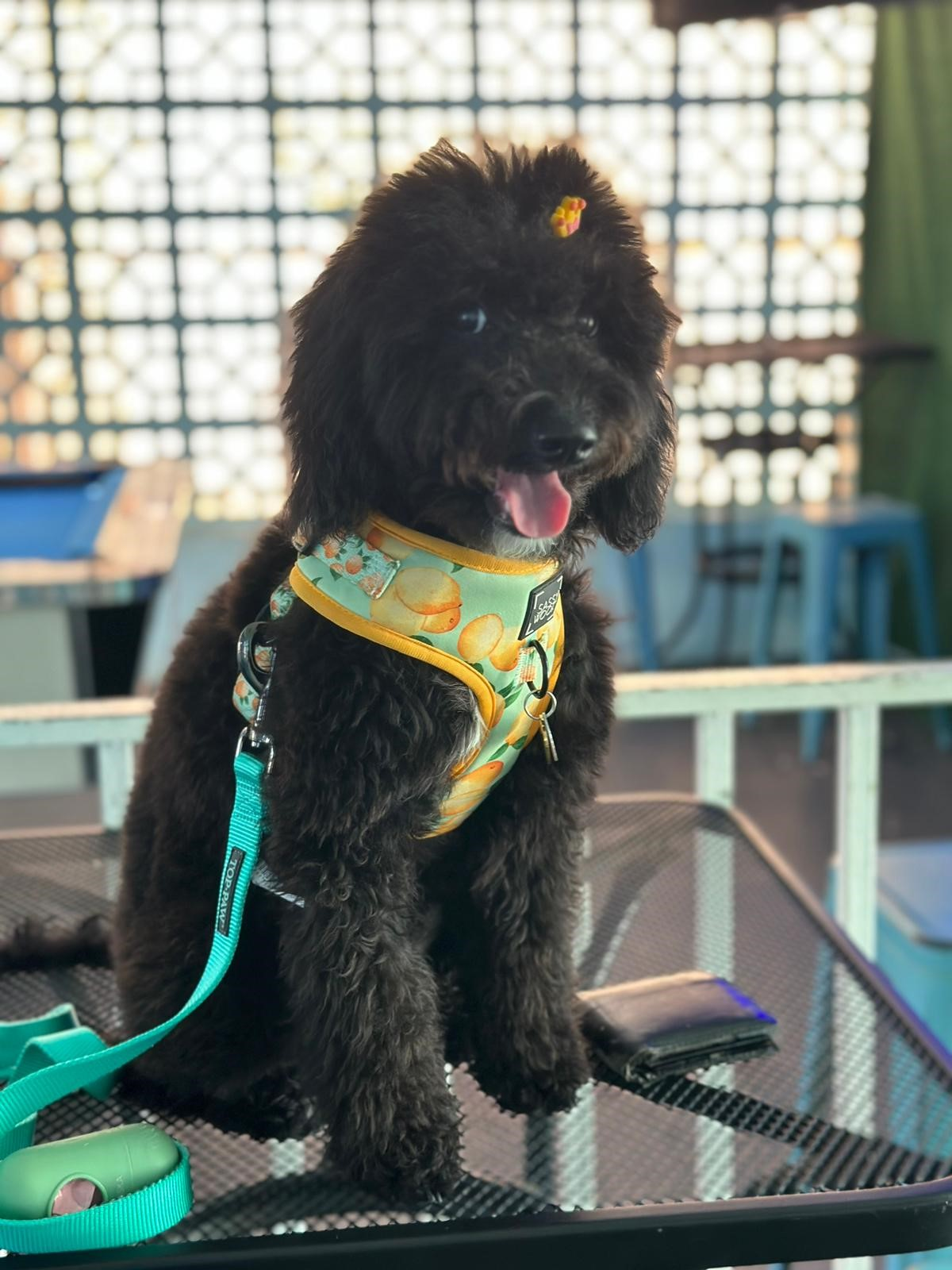 Best Mini Goldendoodle Baby