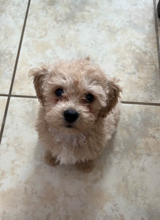 Poochon