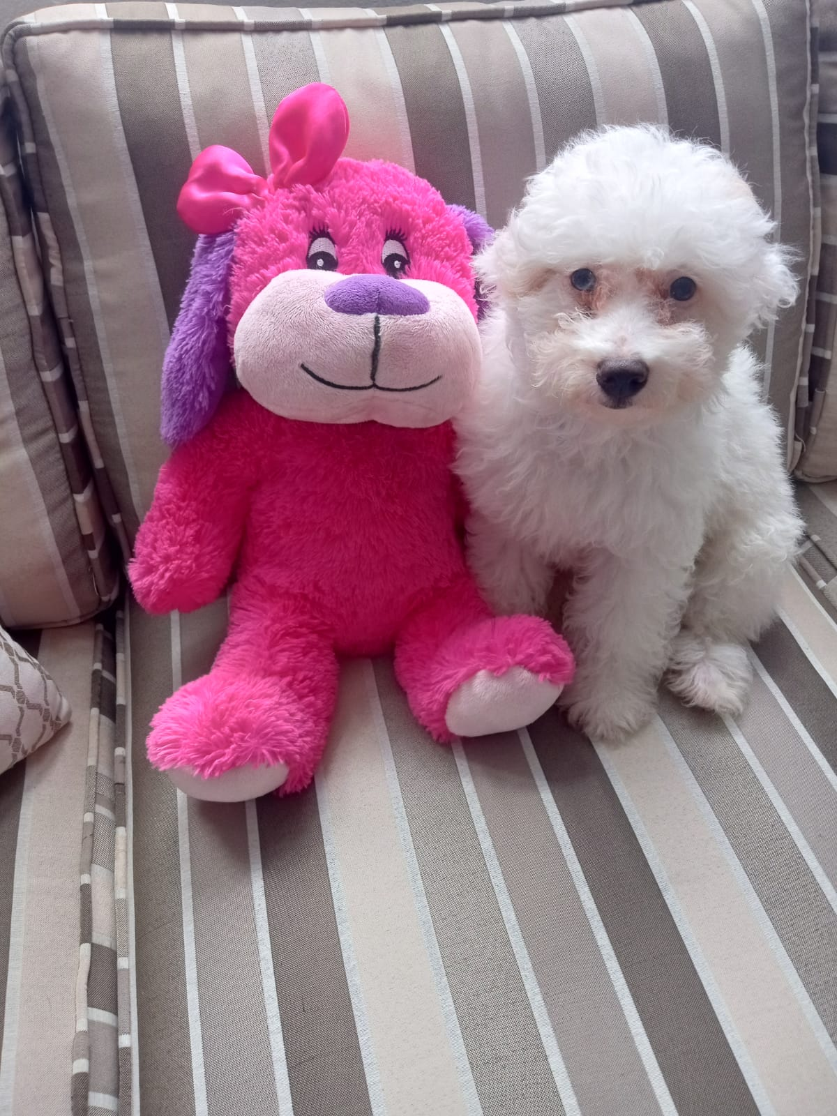 Best Poodle Baby