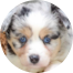 Mini Aussiedoodle Puppy For Sale - Puppy Love PR