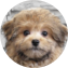 Pomapoo Puppy For Sale - Puppy Love PR Pomapoo Puppy For Sale - Puppy Love PR