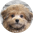 Pomapoo Puppy For Sale - Puppy Love PR