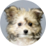 Pomachon Puppy For Sale - Puppy Love PR