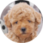 Poochon Puppy For Sale - Puppy Love PR
