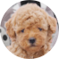 Poochon Puppies For Sale - Puppy Love PR