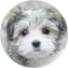 Havachon Puppy For Sale - Puppy Love PR