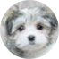 Havachon Puppies For Sale - Puppy Love PR