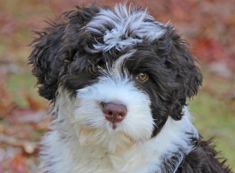 Portuguese Water Dog Puppy For Sale - Puppy Love PR