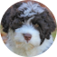 Portuguese Water Dog Puppy For Sale - Puppy Love PR