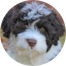 Portuguese Water Dog Puppy For Sale - Puppy Love PR