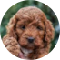 Mini Irish Doodle Puppy For Sale - Puppy Love PR