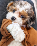 Cute Shih Poo Pup