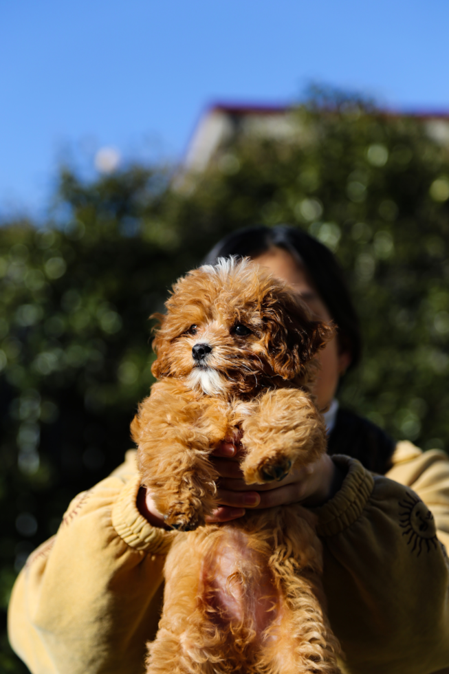 Cute Cavoodle Poodle Mix Pup