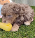 Cute Poodle Pup