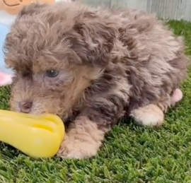 Caniche Puppies For Sale - Puppy Love PR