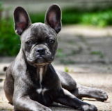 Cute Frenchie Purebred Pup Cute Frenchie Purebred Pup