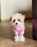 Maltipoo Being Cute Maltipoo Being Cute