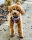 Cute Bichapoo Poodle Mix Pup