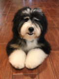 Cute Mini Bernedoodle Pup Cute Mini Bernedoodle Pup