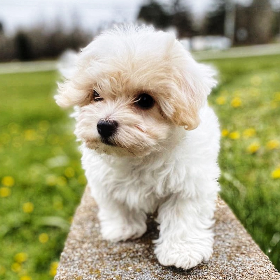 Cute Havanese Pup
