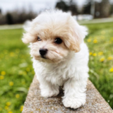 Cute Havanese Pup Cute Havanese Pup