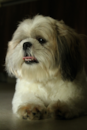 Cute Shih Tzu Purebred Pup