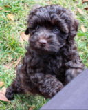 Cute Mini Labradoodle Pup Cute Mini Labradoodle Pup