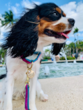 Cavalier King Charles Spaniel Being Cute Cavalier King Charles Spaniel Being Cute