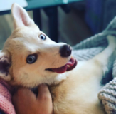 Cute Mini Husky Designer Pup Cute Mini Husky Designer Pup